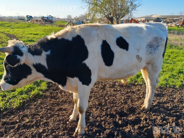 Телета 400-500кг, снимка 2 - Крави - 52809791