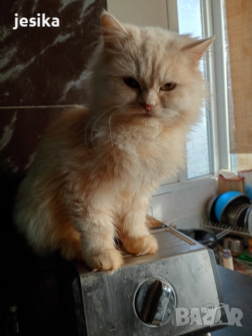 персийки на 4месеца с хигиенни навици , снимка 3 - Персийска - 52052644