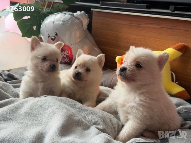 Померанчета 