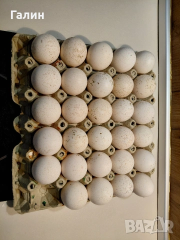 пуешки яйца за люпене, снимка 3 - Кокошки и пуйки - 54339059
