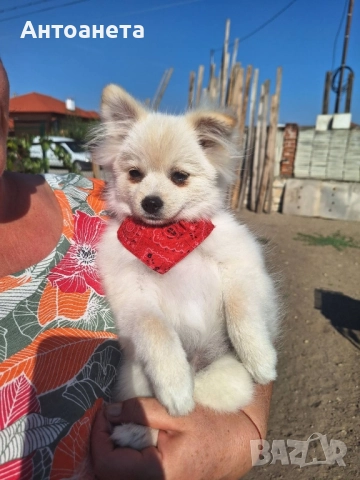 Померан-мини шпиц, снимка 6 - Померан - 50591698