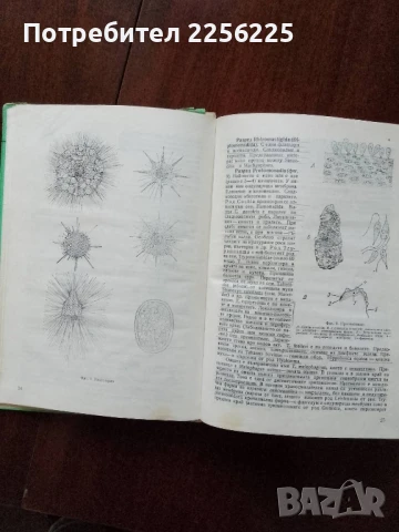 Зоология, снимка 7 - Специализирана литература - 50776539