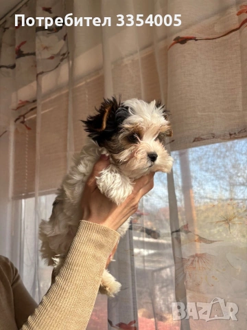 Бивър йорки мъжко промоция , снимка 3 - Йоркширски териер - 53974854