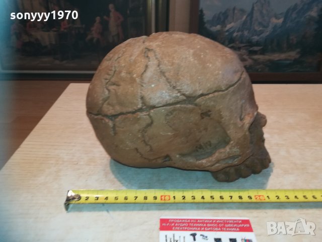 масивен череп 20см 1003210837, снимка 9 - Колекции - 32102510