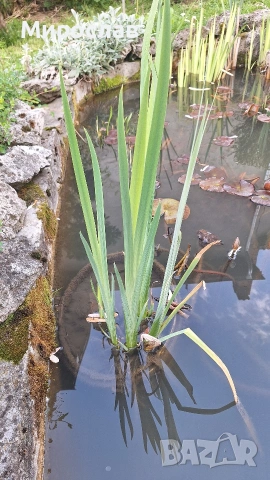 Продавам растения Жълт воден ирис