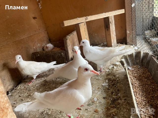 Пеещи гугутки, снимка 2 - Гълъби - 52554903