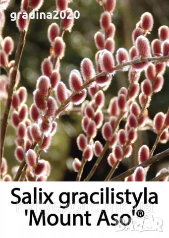Върба - Salix gracilistyla 'Mount Aso' ( грацилистяла' моунт асо' ), снимка 1 - Градински цветя и растения - 31614507