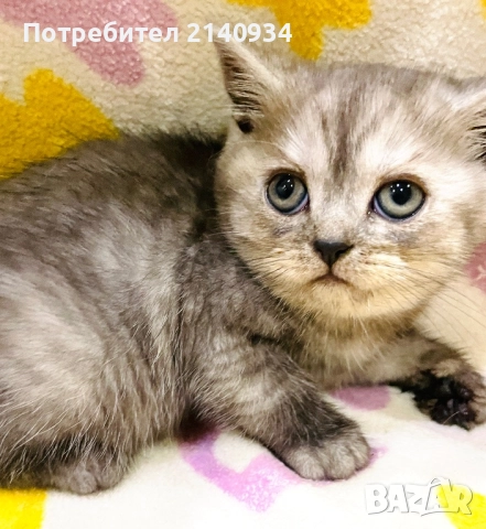 Британско момче. Сръбрена чинчила, снимка 3 - Британска късокосместа - 52997443