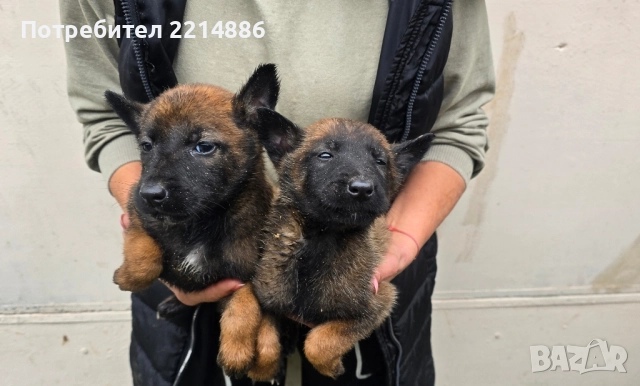 Белгийски овчарки-Малиноа , снимка 13 - Други - 52341802