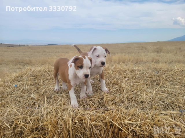 Американски стафордширски териер - елитни родители с родословие 