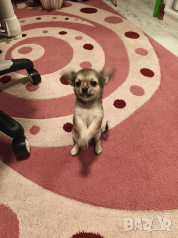 Чихуахуа момиченце, снимка 8 - Чихуахуа - 52725019