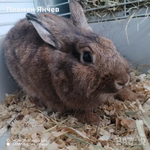 Декоративно зайче 