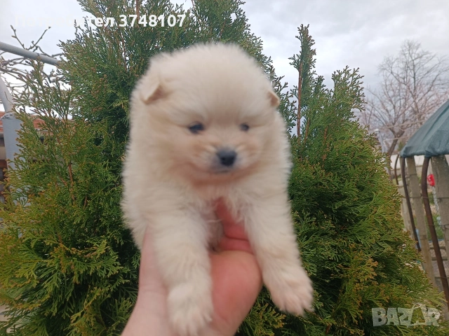 Померан / Померани , снимка 10 - Померан - 54029381