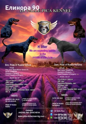 Топ родословни Добермани, снимка 1