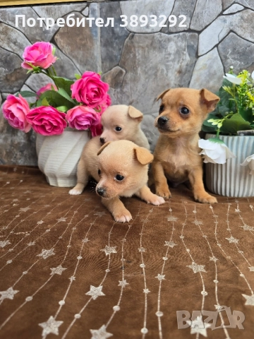 мини чиху пинчери, снимка 3 - Пинчер - 52585270