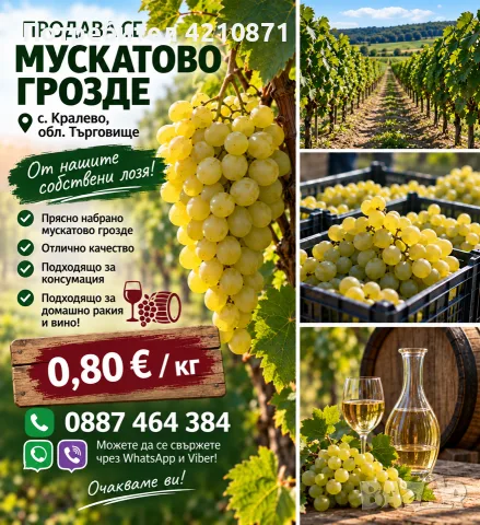 прясно грозде от горчица