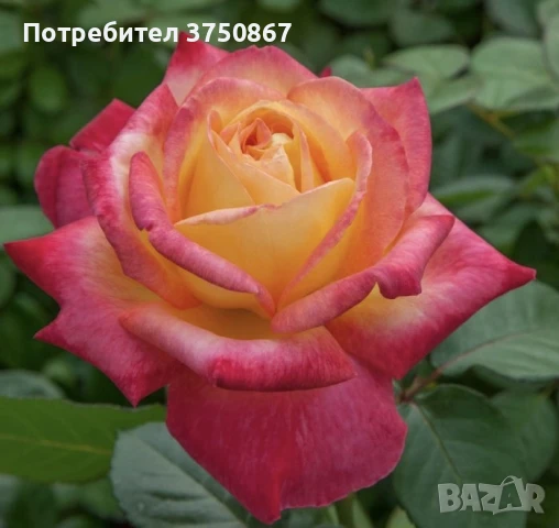🌹 РОЗА 🌹 Oriental PEACE® Baipeace 🌹, снимка 3 - Градински цветя и растения - 51171382