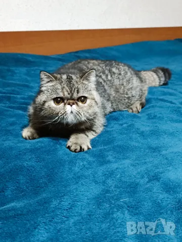 Екзотично късокосместо женско коте 🐈, снимка 6 - Персийска - 47058249