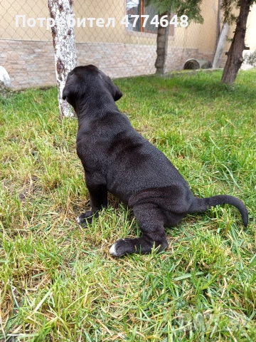 Продавам Кане Корсо чистокръвни САС ваксина, снимка 2 - Кане корсо - 54051351