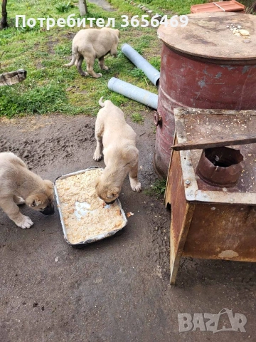 Малки КАНГАЛИ