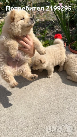 Чау чау малки кученца продавам, снимка 1