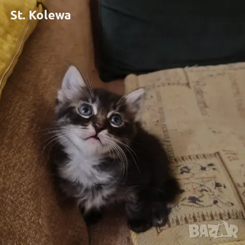 Малки котенца търсят своя дом, снимка 4 - Други - 56339703