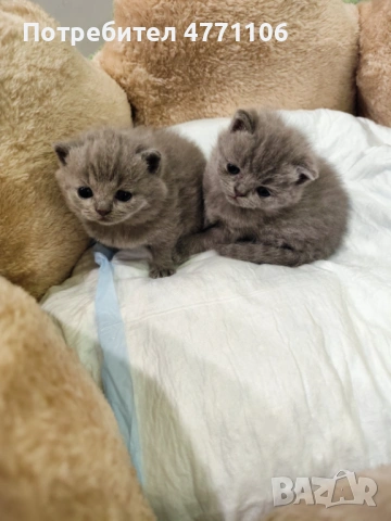 Британски късокосмести женски котета