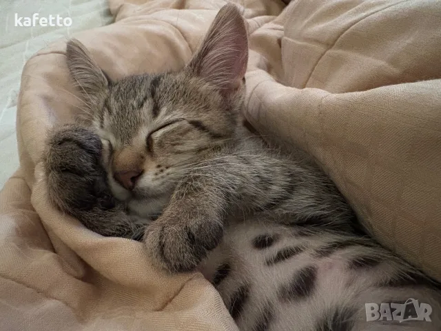 Котенце рпдено през юли, снимка 2 - Други - 55770014