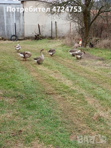 Продавам гъски, снимка 3 - Патици и гъски - 53296556