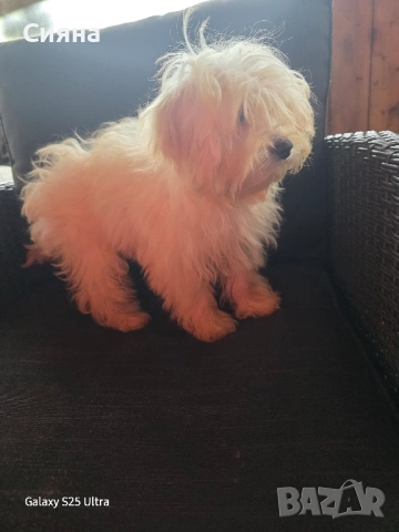 момче и момиче малтипу, снимка 7 - Пудели - 51115639