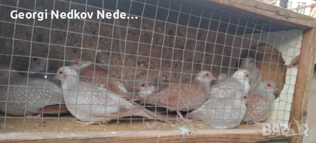 Продавам диамантени гугутки , снимка 3 - други­ - 52756216