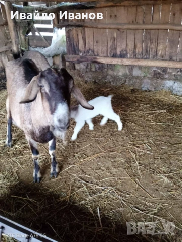 Продавам кози с ярета, снимка 10 - Кози - 53247338