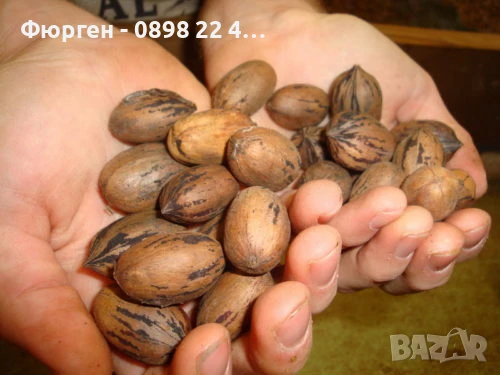  Орех Пекан - Фиданки , снимка 11 - Разсади - 47897202