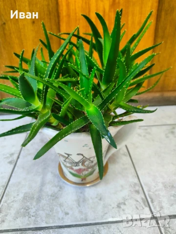 Алое, снимка 3 - Стайни растения - 51351260