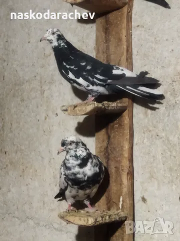 Гълъби на въртене и глас дрезгави различни цветове , снимка 18 - Гълъби - 48636361