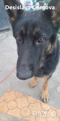 куче за разплод