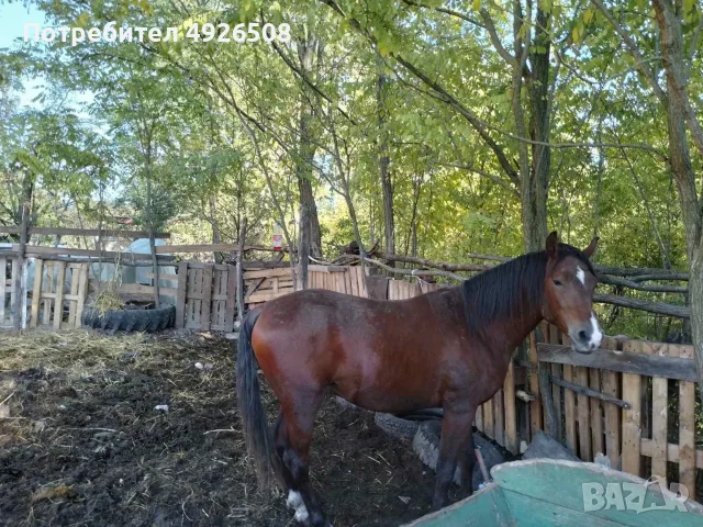 ПРОДАВАМЕ ЕЛИТЕН ЖРЕБЕЦ ЧИСТОКРЪВЕН ЧИСТОПОРОДЕН, 5800 Е, снимка 2 - Кокошки и пуйки - 55768235