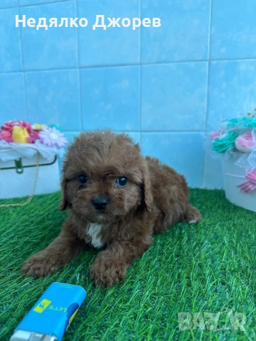 Cavapoo/Кавапу момчета, снимка 2 - Пудели - 54150900