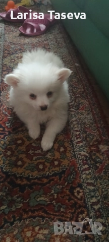 продавам малки померан