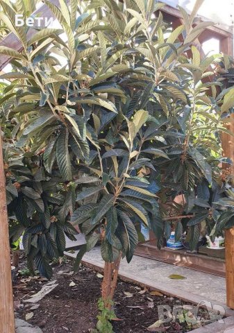 Японска мушмула , снимка 8 - Градински цветя и растения - 31277559