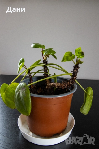 🌿 Китайска паричка (Pilea peperomioides) – 3 растения в саксия 🌿, снимка 2 - Стайни растения - 52060540