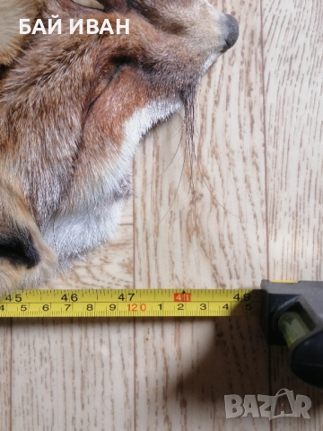 КОЖА ОТ ЛИСИЦА , снимка 4 - Други животни - 52121490