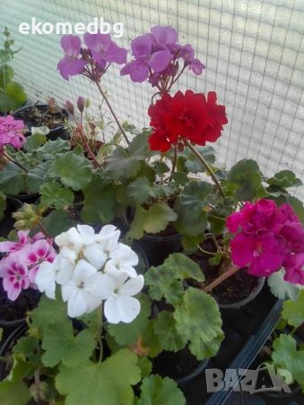 Мушкато Сакъзи и Кралско мушкато