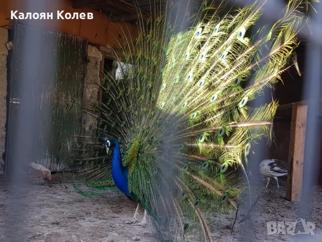 Двойка Пауни , снимка 2 - други­ - 50653484