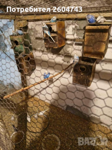 Продавам различни видове папагали , снимка 7 - Папагали - 52892178