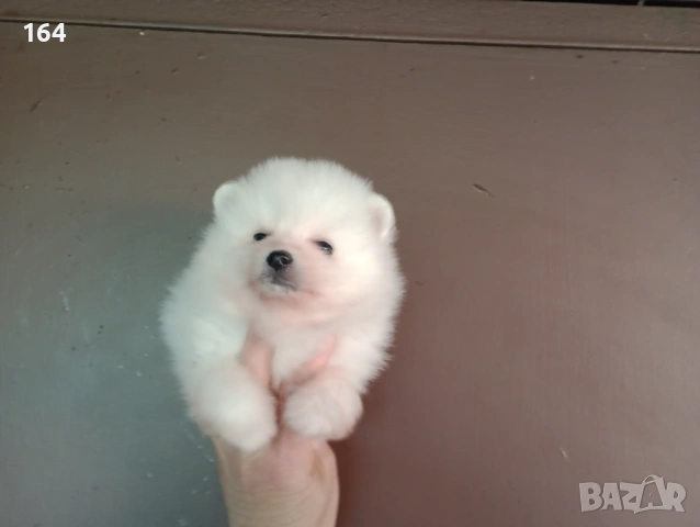 Чисто бели мъжки Померани. Реални снимки от 12.04.26 г. , снимка 2 - Померан - 54138758