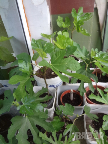 Смокини- 2 сорта в контейнери- Блек Мишън и Брънсуик, снимка 3 - Разсади - 54092194