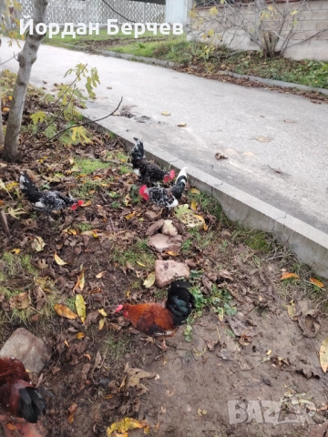 Японски петлета, снимка 10 - други­ - 48949968