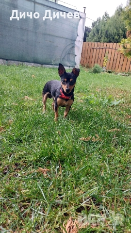 продавам пинчер