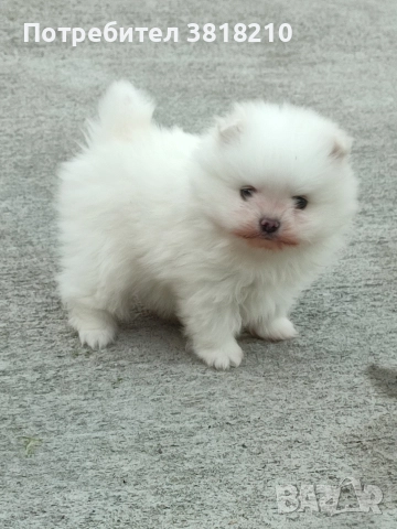 померан момченце, снимка 2 - Померан - 52805734